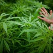 Droga in alta Irpinia:segnalate quattro persone Droga in alta Irpinia:segnalate quattro persone