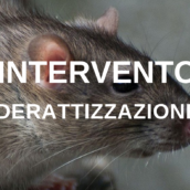 Ariano Irpino, intervento di derattizzazione su tutto il territorio comunale Ariano Irpino, intervento di derattizzazione su tutto il territorio comunale