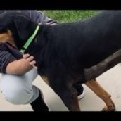 Tiziano Ferro e il marito adottano Ellie e Beau, due Dobermann abbandonati Tiziano Ferro e il marito adottano Ellie e Beau, due Dobermann abbandonati