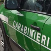 Controlli dei carabinieri del Gruppo Forestale di Avellino Controlli dei carabinieri del Gruppo Forestale di Avellino