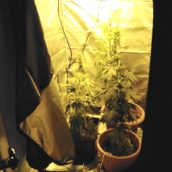 Apice, 23enne arrestato dai Carabinieri per coltivazione di piante di marijuana Apice, 23enne arrestato dai Carabinieri per coltivazione di piante di marijuana