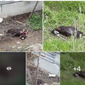 Torrecuso, due pecore sbranate nelle campagne. Continua l’incubo della pantera Torrecuso, due pecore sbranate nelle campagne. Continua l’incubo della pantera
