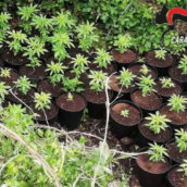 Aiello del Sabato, rinvenute piantine di marijuana coltivate in un terreno comunale Aiello del Sabato, rinvenute piantine di marijuana coltivate in un terreno comunale