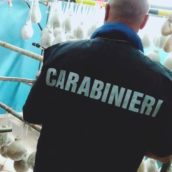 Prodotti caseari in stato di alterazione e in assenza di tracciabilità nell’Area del Fortore Prodotti caseari in stato di alterazione e in assenza di tracciabilità nell’Area del Fortore