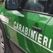 Controlli da parte dei Carabinieri del Gruppo Forestale di Avellino Controlli da parte dei Carabinieri del Gruppo Forestale di Avellino