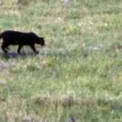 Roccabascerana, avvistamento di un grosso felino Roccabascerana, avvistamento di un grosso felino