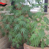 Piantagione di marijuana sul balcone di casa: denunciata 56enne Piantagione di marijuana sul balcone di casa: denunciata 56enne