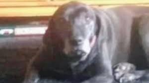 Vedi un cane o un clown in questa foto? L’illusione ottica che sta facendo impazzire tutti Vedi un cane o un clown in questa foto? L’illusione ottica che sta facendo impazzire tutti