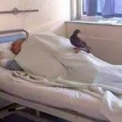 L’anziano malato e il piccione: la foto simbolo di amore e abbandono L’anziano malato e il piccione: la foto simbolo di amore e abbandono
