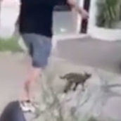 Prende a calci un gattino e lo riduce in fin di vita: la terribile scena viene postata su Tik Tok da alcuni amici Prende a calci un gattino e lo riduce in fin di vita: la terribile scena viene postata su Tik Tok da alcuni amici