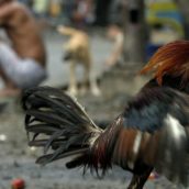 Poliziotto ucciso da un gallo da combattimento con un colpo alla gamba Poliziotto ucciso da un gallo da combattimento con un colpo alla gamba