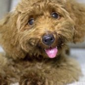 Cane positivo al Covid, è il primo caso in Italia Cane positivo al Covid, è il primo caso in Italia