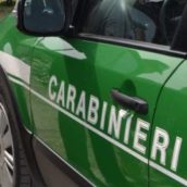 Quadrelle, taglio abusivo di alberi in zona protetta: 70enne denunciato dai Carabinieri Quadrelle, taglio abusivo di alberi in zona protetta: 70enne denunciato dai Carabinieri