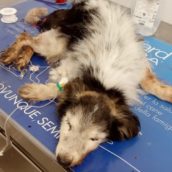 Grecia: fino a dieci anni di carcere per chi maltratta gli animali Grecia: fino a dieci anni di carcere per chi maltratta gli animali