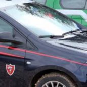 Cinghiali allevati in cattività: 40enne denunciato per detenzione di animali pericolosi Cinghiali allevati in cattività: 40enne denunciato per detenzione di animali pericolosi