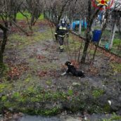 Cesinali, cane investito e finito in un canale di scolo: salvato dai caschi rossi Cesinali, cane investito e finito in un canale di scolo: salvato dai caschi rossi