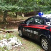 Taglio abusivo di alberi in area protetta: denunciate due persone a Serino Taglio abusivo di alberi in area protetta: denunciate due persone a Serino