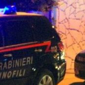 Puglianello: maxi sequestro di piante di cannabis in un capannone Puglianello: maxi sequestro di piante di cannabis in un capannone