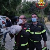 Avellino, pavone salvato dai Vigili del Fuoco Avellino, pavone salvato dai Vigili del Fuoco