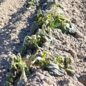 Freddo e gelate, i danni nel settore agricolodella Campania. L’analisi della Federazione Agronomi Campania Freddo e gelate, i danni nel settore agricolodella Campania. L’analisi della Federazione Agronomi Campania