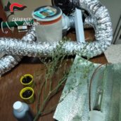 Avella, sorpreso in possesso di cannabis: 28enne denunciato dai Carabinieri Avella, sorpreso in possesso di cannabis: 28enne denunciato dai Carabinieri