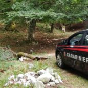 Montevergine, furto di legna in area protetta: due persone denunciate Montevergine, furto di legna in area protetta: due persone denunciate