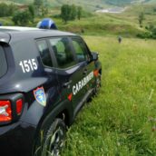 Contrada, sequestrate dai Carabinieri Forestali 7 piante di cannabis e relativi fertilizzanti. Indagini in corso