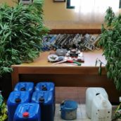Cusano Mutri, coltivazione e spaccio di sostanze stupefacenti, nei guai un 50enne sannita Cusano Mutri, coltivazione e spaccio di sostanze stupefacenti, nei guai un 50enne sannita