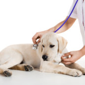 Due giorni di permesso retribuiti se si subisce la perdita di un animale domestico Due giorni di permesso retribuiti se si subisce la perdita di un animale domestico