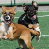 In campo, insieme ai giocatori del Lentigione Calcio, due cagnoline in cerca di famiglia In campo, insieme ai giocatori del Lentigione Calcio, due cagnoline in cerca di famiglia