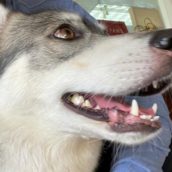 Non hanno i documenti per imbarcare il loro husky così lo abbandonano, legandolo a un palo Non hanno i documenti per imbarcare il loro husky così lo abbandonano, legandolo a un palo