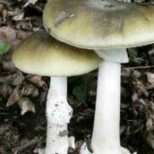Mangiano funghi velenosi: 86enne muore, moglie e badante gravi in ospedale