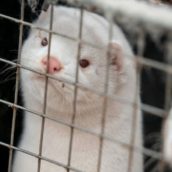 Dal 2022 vietati gli allevamenti di animali da pelliccia