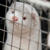 Dal 2022 vietati gli allevamenti di animali da pelliccia Dal 2022 vietati gli allevamenti di animali da pelliccia
