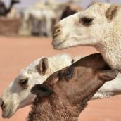 Botox ai cammelli: 43 concorrenti squalificati dal concorso di bellezza