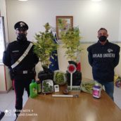 Guardia Sanfranondi, coltivava marijuana in una mansarda rubando energia elettrica dalla rete pubblica Guardia Sanfranondi, coltivava marijuana in una mansarda rubando energia elettrica dalla rete pubblica