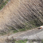 Cane ucciso a bastonate e poi buttato nel fiume Cane ucciso a bastonate e poi buttato nel fiume