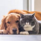 Volete riscaldarvi, risparmiando? Coccolate cani e gatti: è il consiglio di una compagnia energetica del Regno Unito Volete riscaldarvi, risparmiando? Coccolate cani e gatti: è il consiglio di una compagnia energetica del Regno Unito