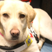 Il cane guida Emma salva la sua proprietaria da un incendio Il cane guida Emma salva la sua proprietaria da un incendio