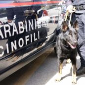 Ariano Irpino, controlli antidroga nei pressi di istituti scolastici Ariano Irpino, controlli antidroga nei pressi di istituti scolastici