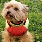 Betty, in fuga dalle bombe, è stata simbolicamente adottata da un intero paese