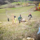 San Sossio Baronia, mucca finisce in un torrente: intervento dei Vigili del Fuoco San Sossio Baronia, mucca finisce in un torrente: intervento dei Vigili del Fuoco