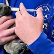 Cinque cuccioli chiusi in una busta di plastica buttati in un cassonetto dell’immondizia: due sono morti soffocati Cinque cuccioli chiusi in una busta di plastica buttati in un cassonetto dell’immondizia: due sono morti soffocati