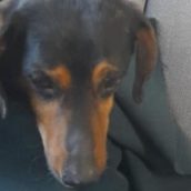 Cagnolino soccorso dopo essere stato gettato da un cavalcavia Cagnolino soccorso dopo essere stato gettato da un cavalcavia