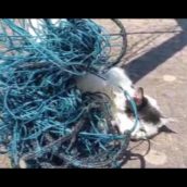 Gatto intrappolato in una rete salvato da “Il Pettirosso” Gatto intrappolato in una rete salvato da “Il Pettirosso”