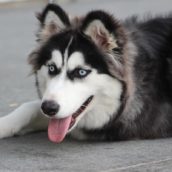 Anziana signora cade in giardino: salvata dai suoi due cani che, abbaiando, chiedono aiuto Anziana signora cade in giardino: salvata dai suoi due cani che, abbaiando, chiedono aiuto