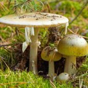 Mangiano funghi e si sentono male: in ospedale coppia intossicata Mangiano funghi e si sentono male: in ospedale coppia intossicata