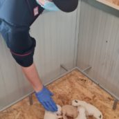 Benevento, cuccioli abbandonati e maltrattati in una scatola cercano proprietario Benevento, cuccioli abbandonati e maltrattati in una scatola cercano proprietario