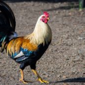 Riesplode nel Ferrarese il caso del gallo Garibaldi Riesplode nel Ferrarese il caso del gallo Garibaldi