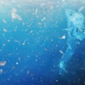 In Cina inventano i pesci robot che ripuliscono il mare In Cina inventano i pesci robot che ripuliscono il mare